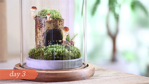 数センチのきのこが生えている