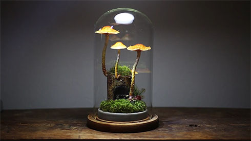 家の倍以上に育ったきのこ