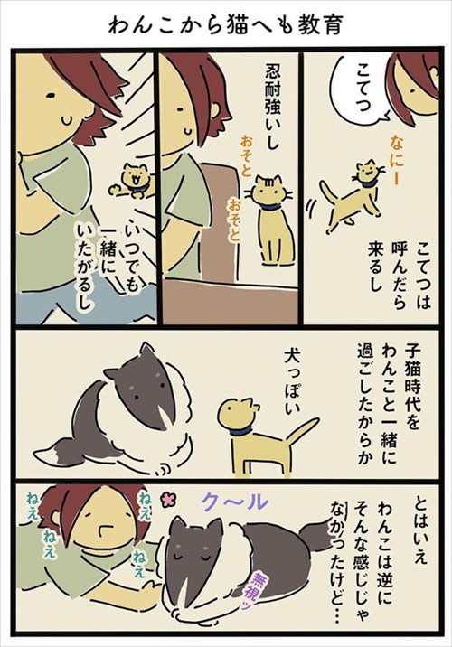 猫ちゃんのわがまま