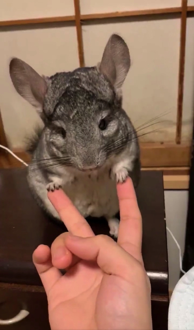 手遊びするチンチラ