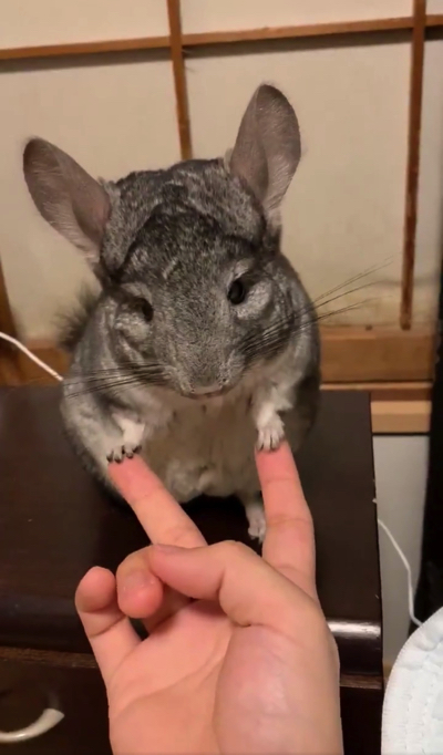 手遊びするチンチラ
