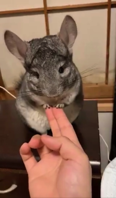 手遊びするチンチラ