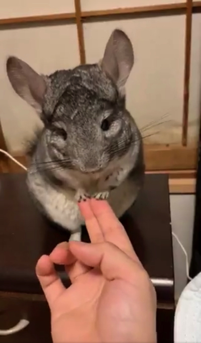 手遊びするチンチラ