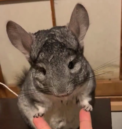 手遊びするチンチラ
