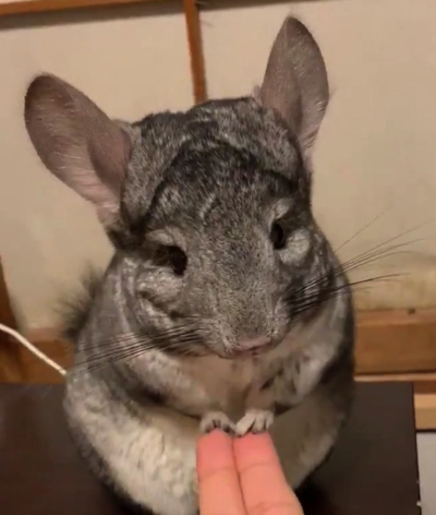 手遊びするチンチラ