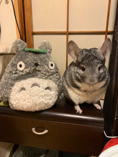 手遊びするチンチラ