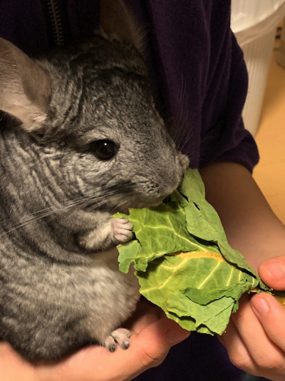 手遊びするチンチラ