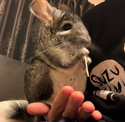 手遊びするチンチラ