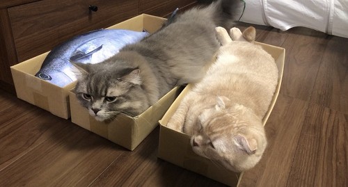 細長い箱でくつろぐネコちゃん