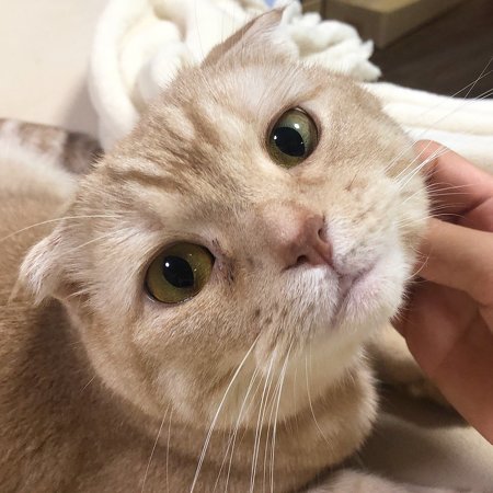 細長い箱でくつろぐネコちゃん