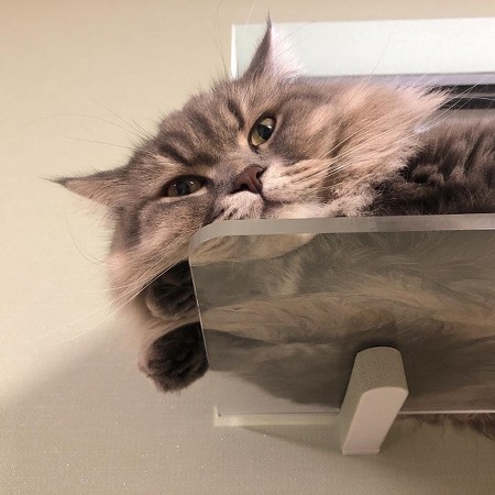 細長い箱でくつろぐネコちゃん