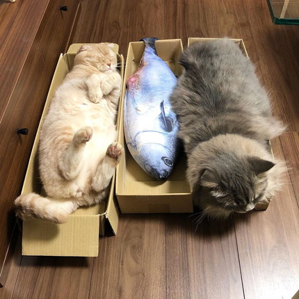 ラッコのようなネコちゃん