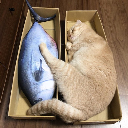 ラッコのようなネコちゃん