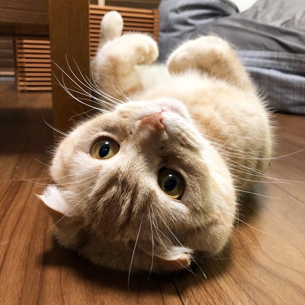 細長い箱でくつろぐネコちゃん