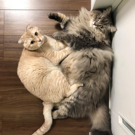 細長い箱でくつろぐネコちゃん