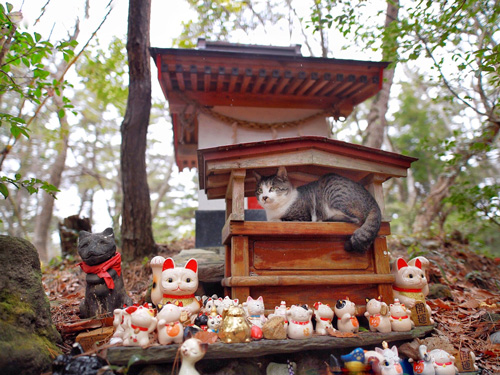 ねこ神様