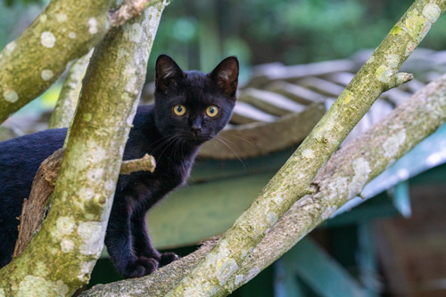 かくれんぼする黒猫ちゃん