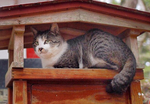 雨宿り猫ちゃんアップ
