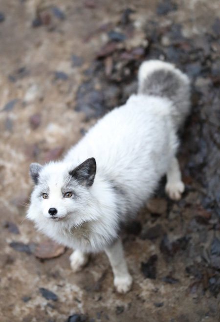 プラチナキツネ