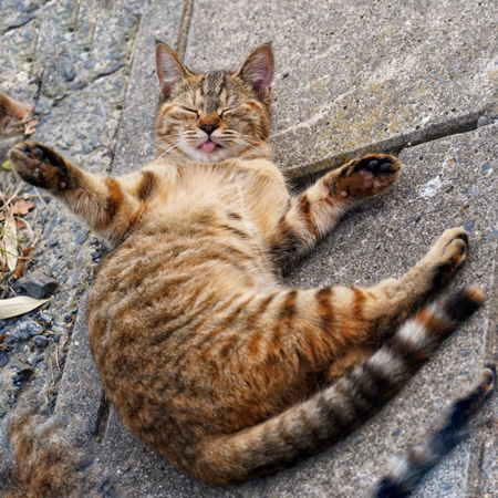 いい顔の猫ちゃん