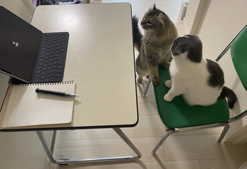 リモート 猫