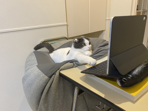 ipadに前足をのばすミルクくん