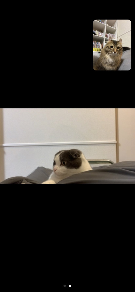 猫ちゃん会議の画面
