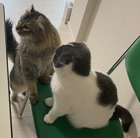 web会議出るつもり猫ちゃんアップ