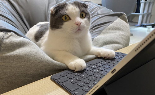 ipadに向かって目を丸くするミルクくん