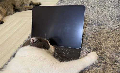 iPadの上で寝ころぶミルクくん