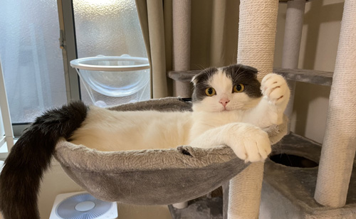 拳法の使い手ミルクくん