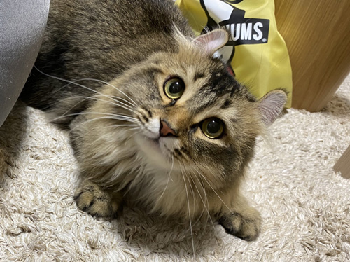 見上げるオリーブくん