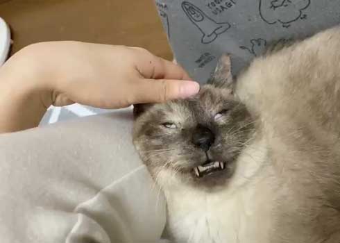 猫 寝顔 ブス 飼い主 吹き出す 表情 かわいい