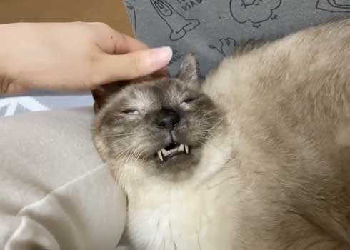 猫 寝顔 ブス 飼い主 吹き出す 表情 かわいい