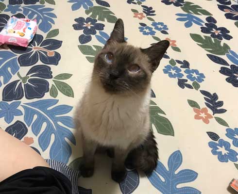 猫 寝顔 ブス 飼い主 吹き出す 表情 かわいい