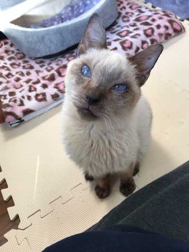 猫 寝顔 ブス 飼い主 吹き出す 表情 かわいい