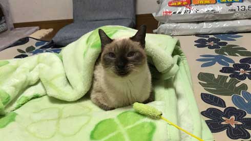 猫 寝顔 ブス 飼い主 吹き出す 表情 かわいい