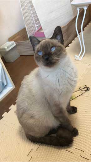 猫 寝顔 ブス 飼い主 吹き出す 表情 かわいい