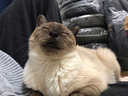 猫 寝顔 ブス 飼い主 吹き出す 表情 かわいい