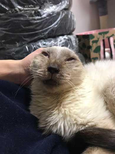 猫 寝顔 ブス 飼い主 吹き出す 表情 かわいい