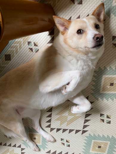 猫 寝顔 ブス 飼い主 吹き出す 表情 かわいい