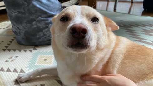 猫 寝顔 ブス 飼い主 吹き出す 表情 かわいい