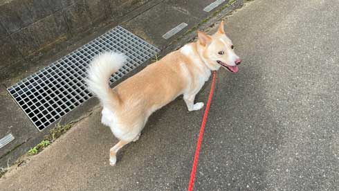 猫 寝顔 ブス 飼い主 吹き出す 表情 かわいい