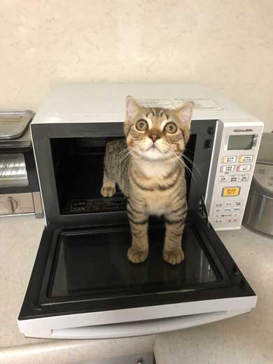 冷蔵庫 お酒 卵 猫 入っちゃう いたずら 猫の卵とじ丼
