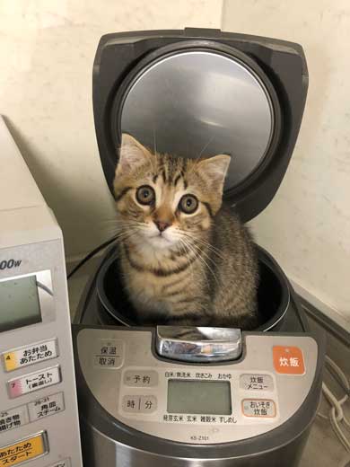 冷蔵庫 お酒 卵 猫 入っちゃう いたずら 猫の卵とじ丼