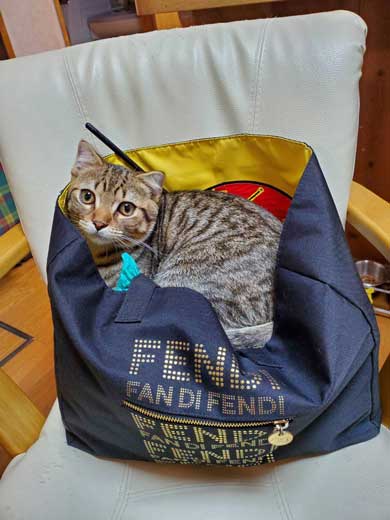 冷蔵庫 お酒 卵 猫 入っちゃう いたずら 猫の卵とじ丼