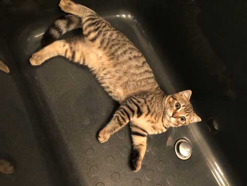 冷蔵庫 お酒 卵 猫 入っちゃう いたずら 猫の卵とじ丼