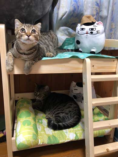 冷蔵庫 お酒 卵 猫 入っちゃう いたずら 猫の卵とじ丼