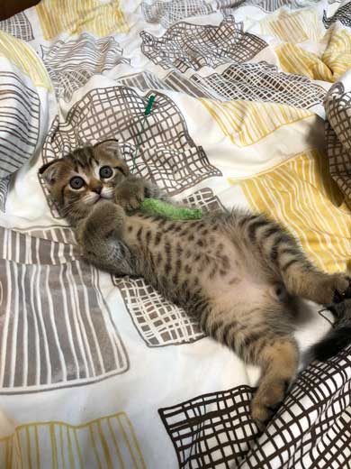冷蔵庫 お酒 卵 猫 入っちゃう いたずら 猫の卵とじ丼