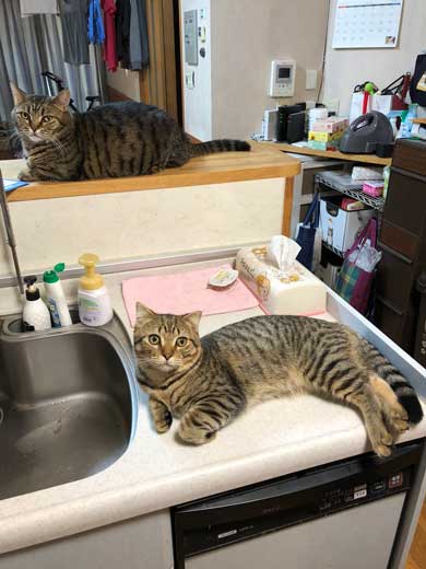 冷蔵庫 お酒 卵 猫 入っちゃう いたずら 猫の卵とじ丼